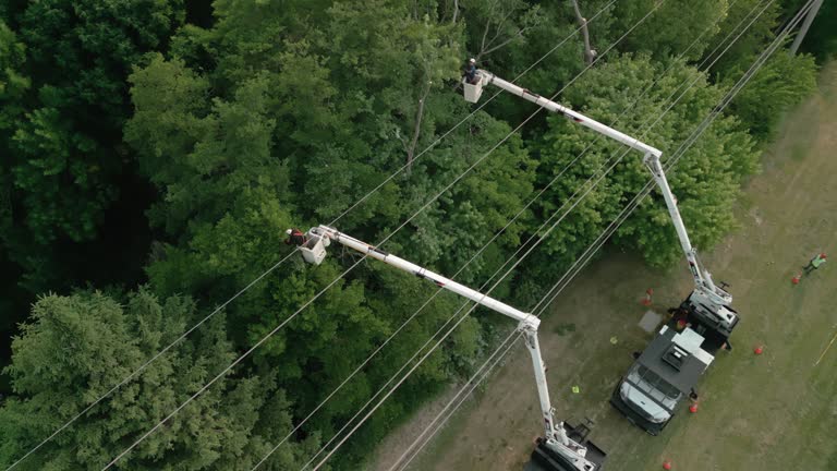 How Our Tree Care Process Works  in  Cozad, NE